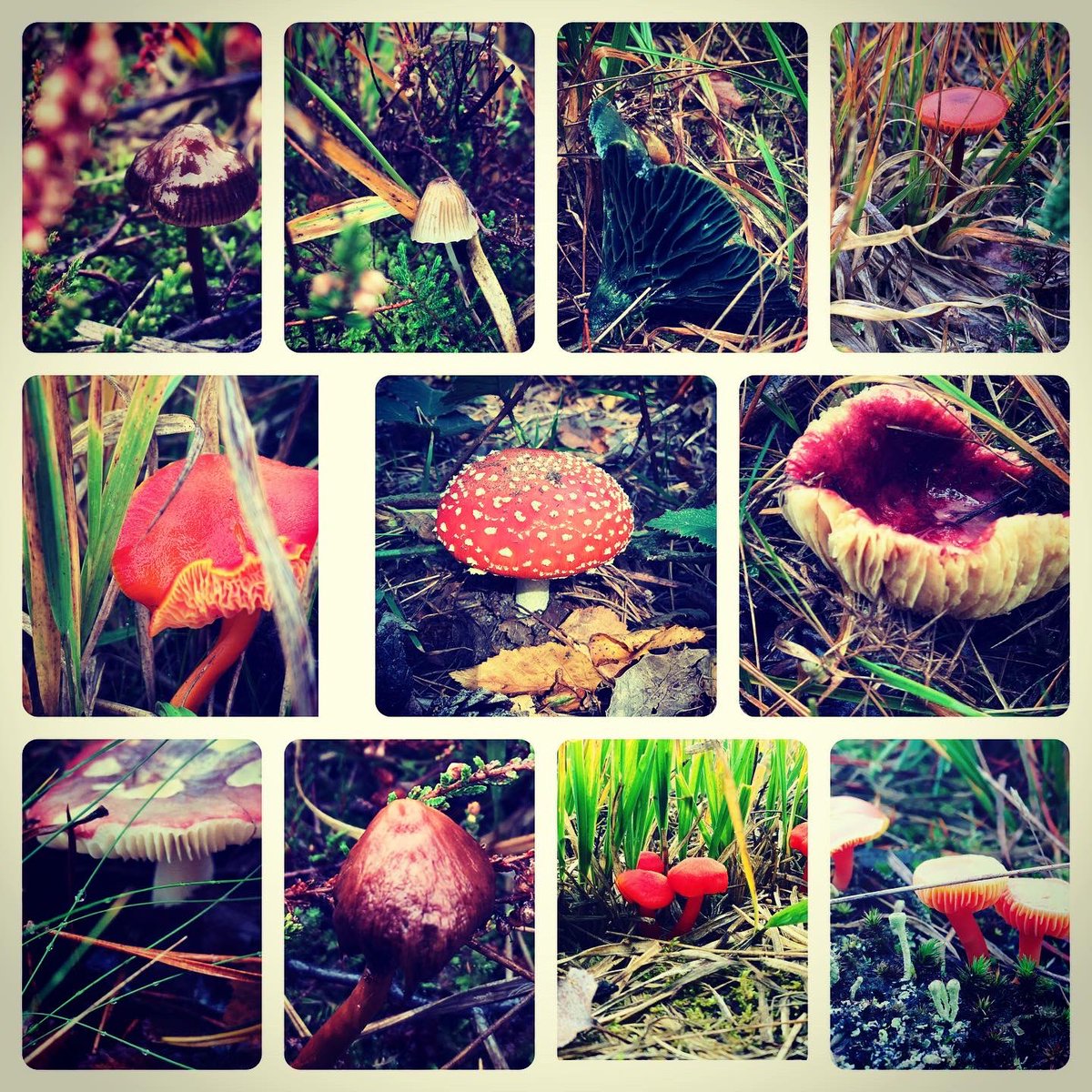 Frankie_Morland's tweet image. Frankie’s started filming his own #woodlandwatch He would like people to join him by exploring their local woodland. What fungi have you found? This is what Frankie has spotted in Hampshire UK 😵 #scarlethood #waxcap #greenfungus #donttouch #fungus #fungi @BBCSpringwatch