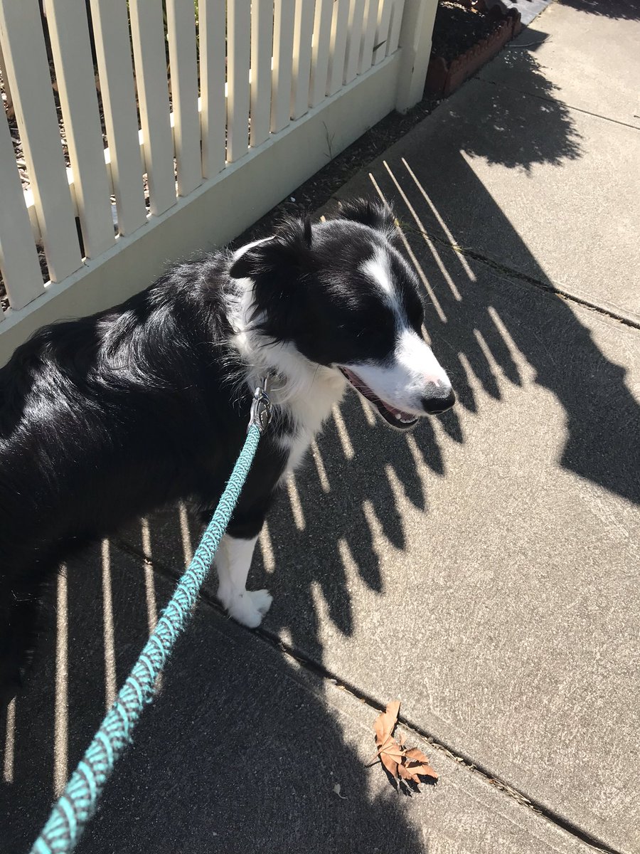 AliciaOshlack's tweet image. My work buddy and I on our tea break at #vcbs2020 @VicCanBioinf