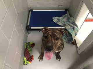PetfindToronto's tweet photo. #KIPLING #LAKESHORE Pls RT2unite #FOUND #DOG-10/25 #Toronto Animal Services A874691 #NORTH 416-338-8723  BRN BRINDLE #AMERBULLDOG M/?Age https://t.co/Yb6hHcKodS