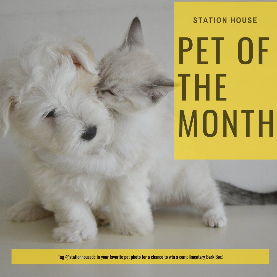 StationhouseDC's tweet photo. PET OF THE MONTH REMINDER! Do you have a furry friend you want to share? Tag us in your photos for a chance to win Pet of the Month and a surprise box! https://t.co/Kti6KIlRLH