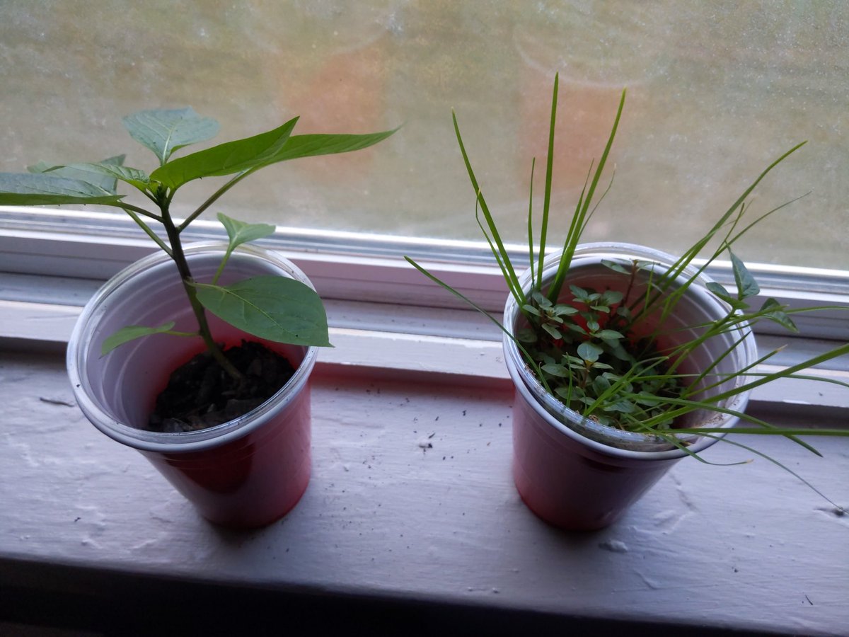 ColaSlater's tweet photo. @MsFarrarScience @SlaterPBSA @PBS_Atlanta @MsFarrarScience can you guess which of my peppers grew from dirt in my yard? 🤭 https://t.co/rJ7nD53iuA