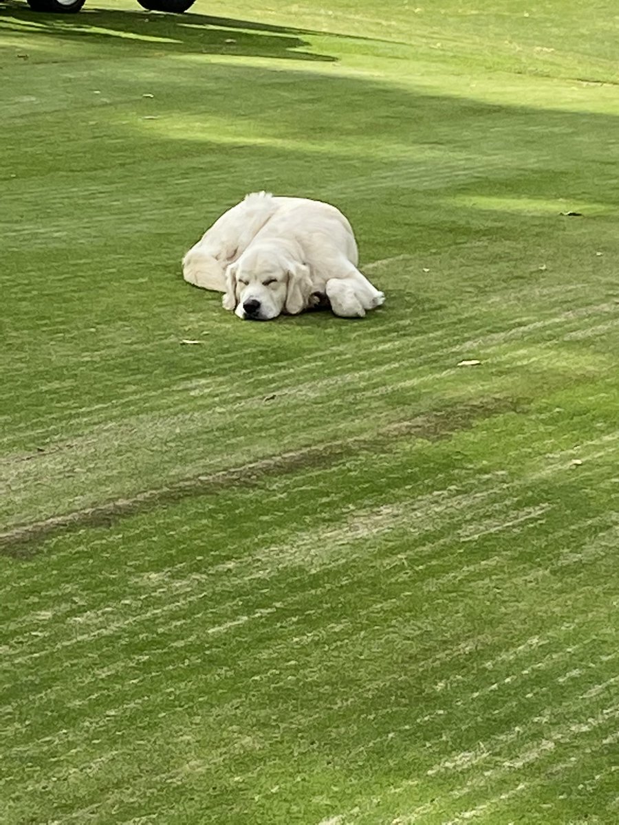 kmcddryject's tweet photo. Finished a 3x2”&amp; 3x3” #dryject job using damp sand...259,559sqft!
Chief is beat!
Thanks @agrustis and crew for your hospitality...the place is sweet! @DogsOfTurf https://t.co/RvTQvj0kB4