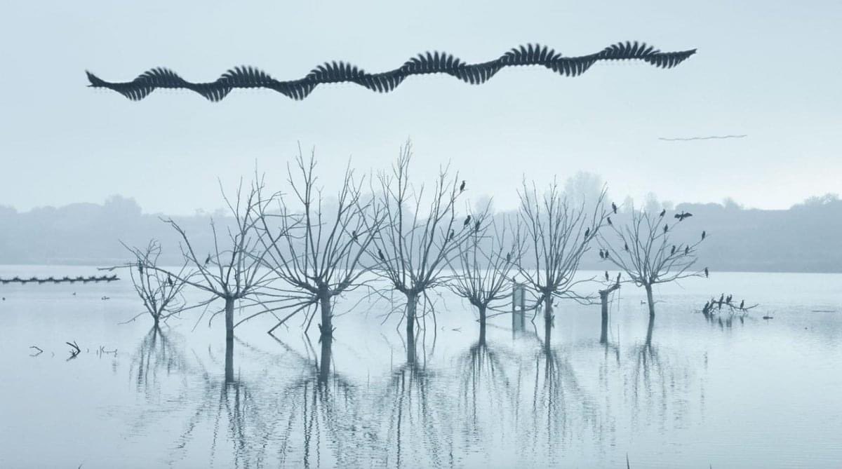 sarahelenelson's tweet photo. I stumbled across a post today about a man named Xavi Bou from Barcelona who uses photography techniques to help answer the question “if birds left tracks in the sky, what would they look like”. I love the results. Isn’t this just amazing?! https://t.co/csPqTLvcUo