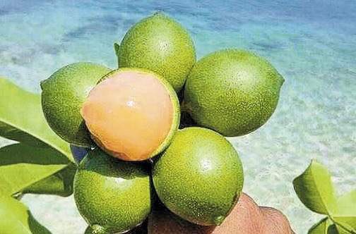 name these four tropical fruits