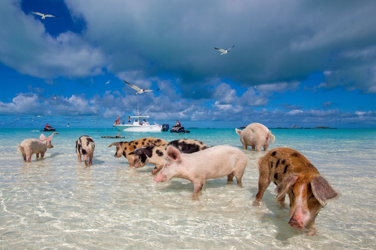 which caribbean country is this beach where you can swim with pigs located?