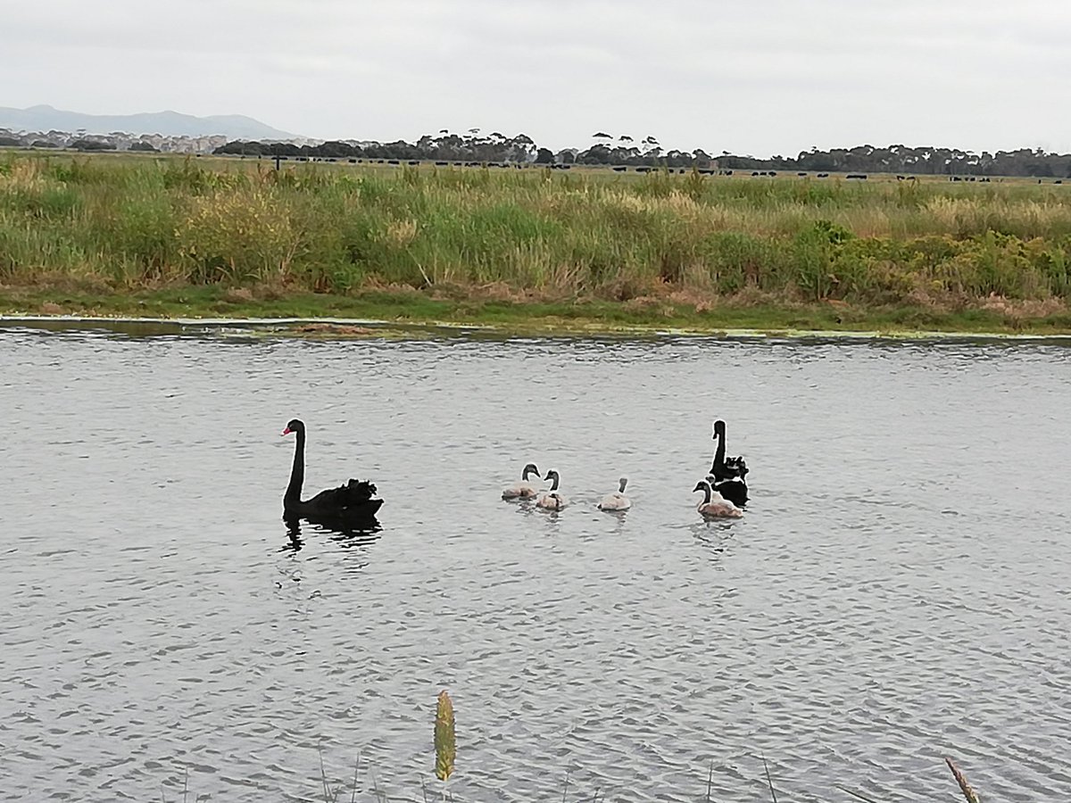 Ebullition Equipment survived #Covid19Lockdown!
Sometimes in upside down position. Sometimes with strings munched up. Can I blame bored baby swans for that 😁? #VicWetlandRehab