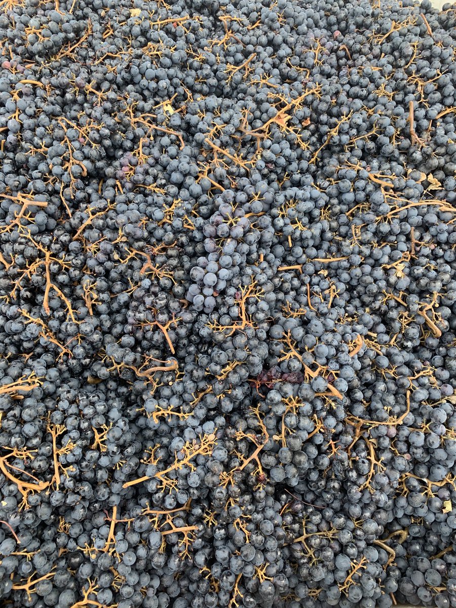 MikeClark_CdS's tweet photo. Picking, crushing and sorting @ClosduSoleil #Malbec on a cold, cold day in the #Similkameen Valley! #bcwine #similkameenwine #harvest2020 https://t.co/hIfM6KsJMm