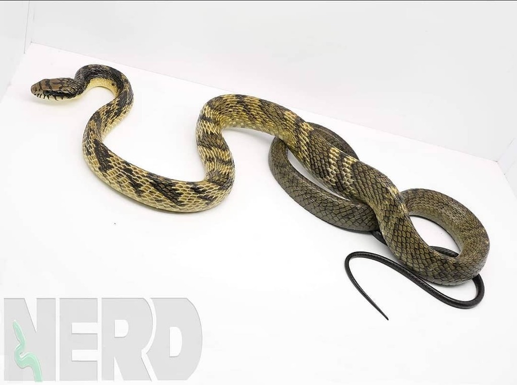 NERDReptiles's tweet photo. Do you know what kind of snake this is? 🤔🤔🤔
.
.
.
.
.
.
#snake #snakesofinstagram #snakes #rare #unique #spilotes #amazing #instacool #instagood #reptile #reptiles #reptilesofinstagram #colubrid #yellow #grey https://t.co/YaW2H0EUhf https://t.co/5HQrsXrFGb