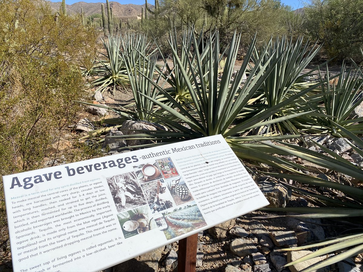 Want to see the variety of agave plants? Take a virtual tour at the Arizona-Sonora Desert Museum agave garden! Notably, only a few species are used to make beverages like pulque and when distilled, mezcal and tequila. https://arcgis.desertmuseum.org/agave.html 