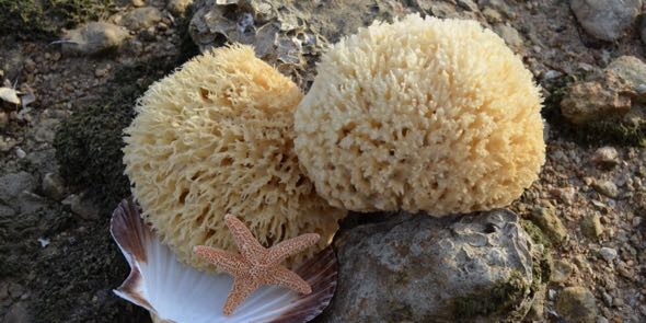 海洋生物学の教師がアニメーターを志し海綿動物が主人公のアニメを世界的に流行らせたが 周りの海洋生物学者でめっちゃ好きな人を誰も知らない スポンジ ボブ Togetter 海洋生物学の教師がアニメーターを志し海綿動物が主人公のアニメを世界的に流行らせたが 周りの海洋生物学者でめっちゃ好きな人を誰も知らない スポンジ ボブ Togetter