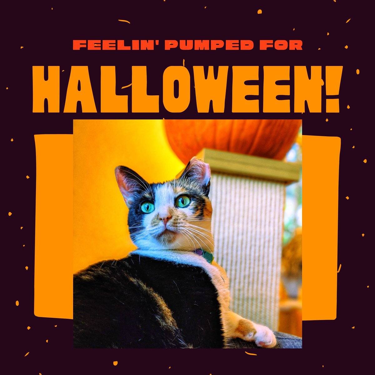 Ms. Chotee Ann wishes all a "Purrrrfect Hallmeow Ween".
.
#Cat #Caturday #twittercats #Meow #Kitty #Kittycat #CatsOfTwitter #Cutecat #Instapet #Catoftheday #Kittylove #cats #Cateye #Catlover #Cateyes #Catlovers #Cutecats #gato #Catlove #Catloaf #Mypet #Kittens  #Pet #Meow