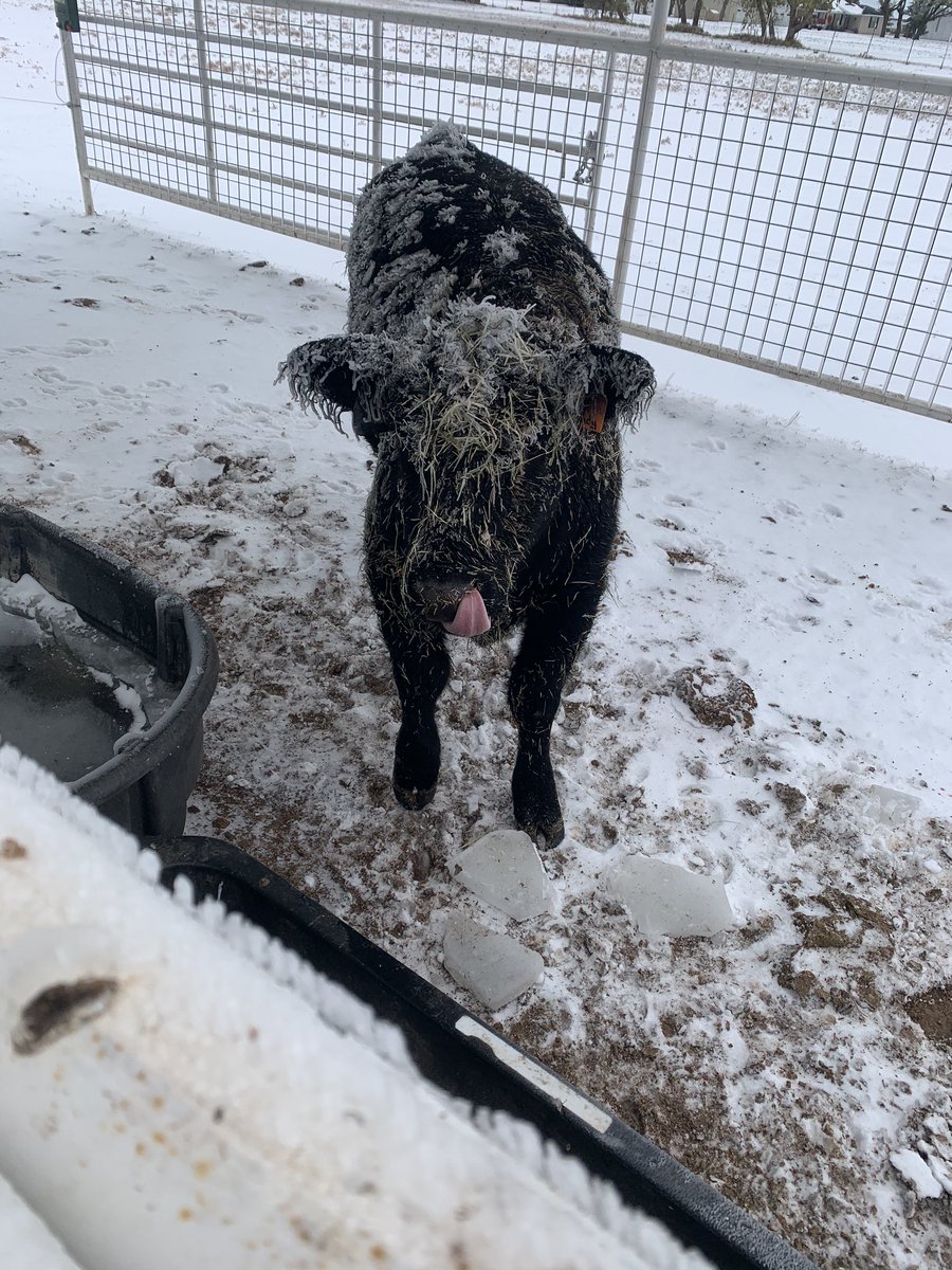 That’s about how I feel about this weather. #agtwitter #itscold #snowstorm #cattle https://t.co/fx61A8DqA5