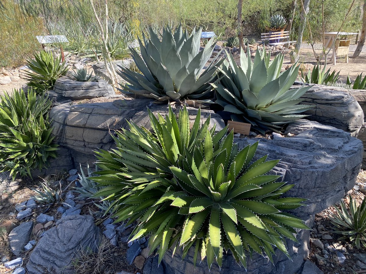 The primary ingredient in a magarita is tequila, a distilled spirit made from agave (maguey) plants. Agaves are succulents in the Asparagaceae (yup, asparagus) family. This genus can be found in dry climates in North America, esp. Mexico.