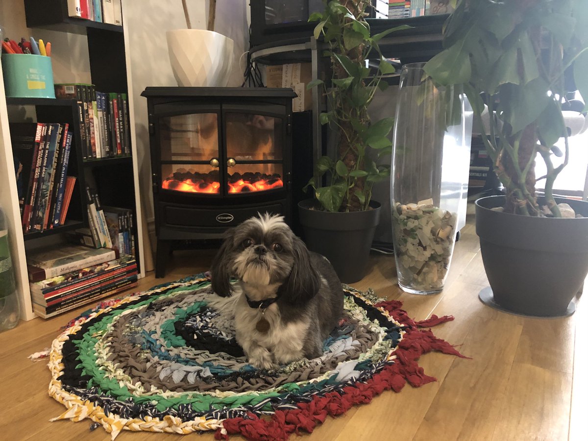 keeping warm🔥

#shihtzu #dogsoftwitter