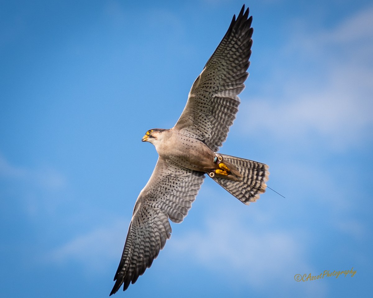Lanner falcon :: Falco biarmicus

Going through its paces at <a href="/HawkConservancy/">Hawk Conservancy Trust</a> #hampshire

Near miss with the local pigeon and starling populations.

#lannerfalcon #falcon #birdsofprey #hawkconservancytrust #birdsinflight #iamcascotphotography