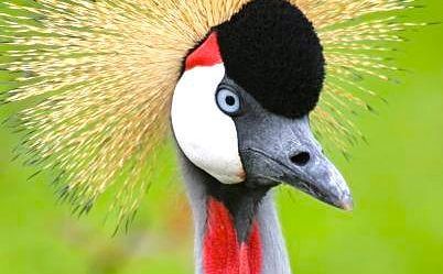 Golden Crested Crane: Portrait Mode.