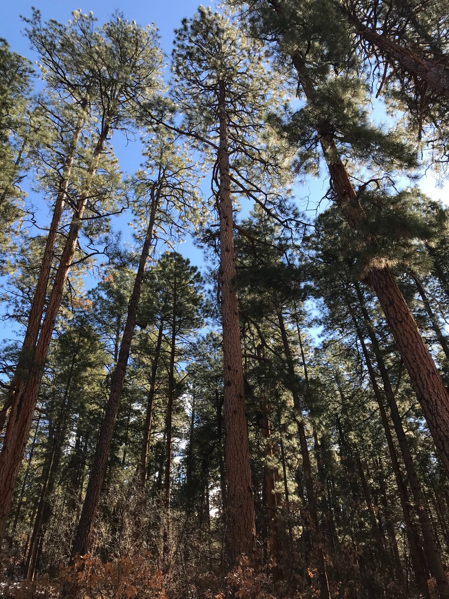 NMForestry's tweet photo. We applaud today’s announcement by the USDA Forest Service that a resolution has been reached regarding the Mexican spotted owl injunction in NM! It's a win for the MSO, forest health, wildfire resilience, & jobs! https://t.co/r7o85FOgsx
#Forests #MSO #Comservation #Wildfire https://t.co/f5Ev61o4cC