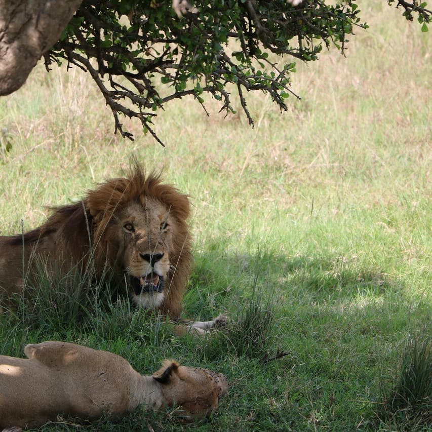 LoykMara's tweet photo. A king protecting her queen

#lion #lioness #maasaimara #loykmara 
#loykmaraluxurycamp #loykmaracamp
#localtravel #wild #naturelovers https://t.co/shj1FNpcYq