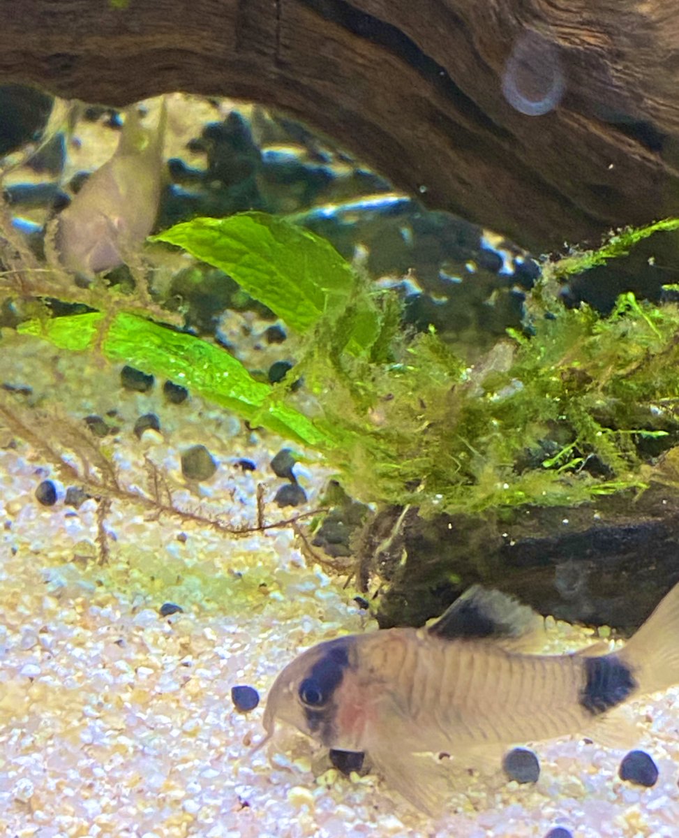 パンダコリドラス