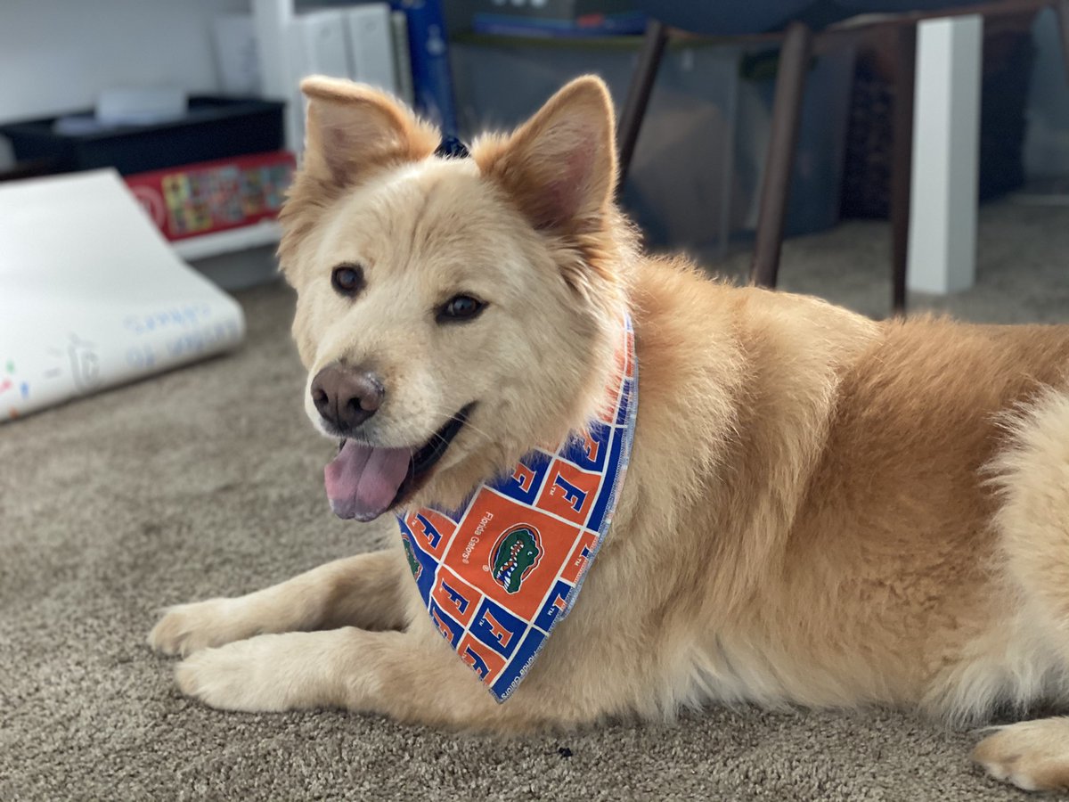 CaitandFitz's tweet photo. Fitzy was right alongside me feeling festive! Go Gators 🏈🐊 https://t.co/tmuYxacS5c