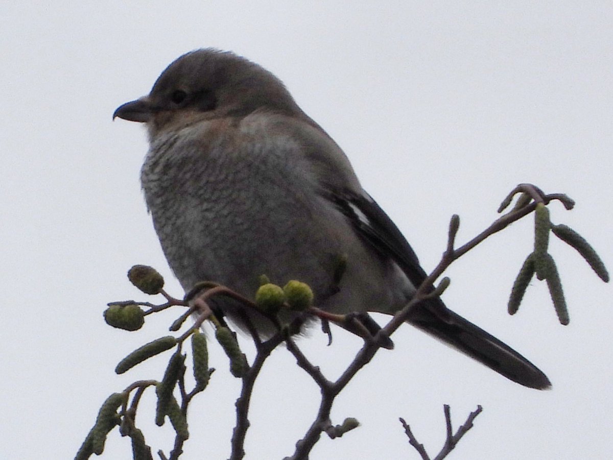 Northern shrike in delta yesterday - above the Fraser river β¨πβ¨ #northernshrike #birds #nature #wildlife #wildvancouver #vancouverbirds #natgeo #sharecangeo #fraserriver #exploredelta #explorebc #explorecanada #bbcearth #oneplanet https://t.co/pwcLK8fTkU