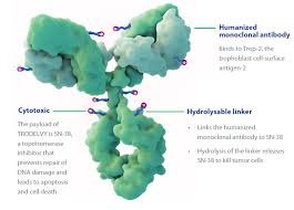 An illustration of this idea, though with a different approach, was recently provided by  #Immunomedics's SN-38-Trop2 conjugate.