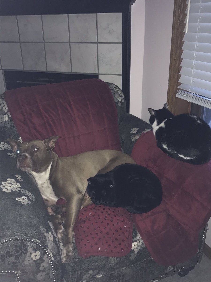 janbrady2019's tweet photo. @ProudOhioNative Don’t mind the mess, my furry clan https://t.co/GIlT61Jdif