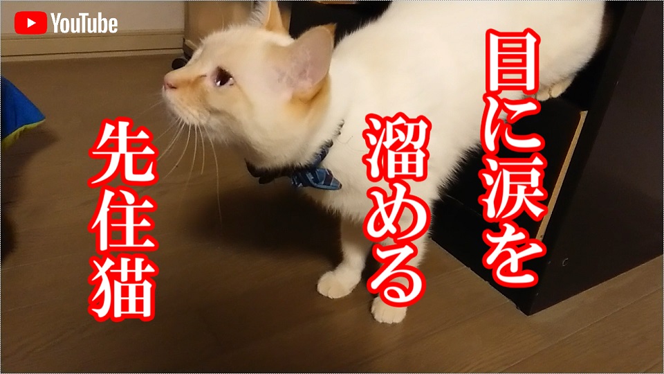 面白くてかわいい子猫 Sskno1 Twitter