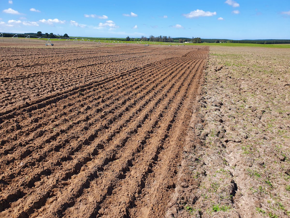 Bit of ground prep today prior to potato planting. #spading