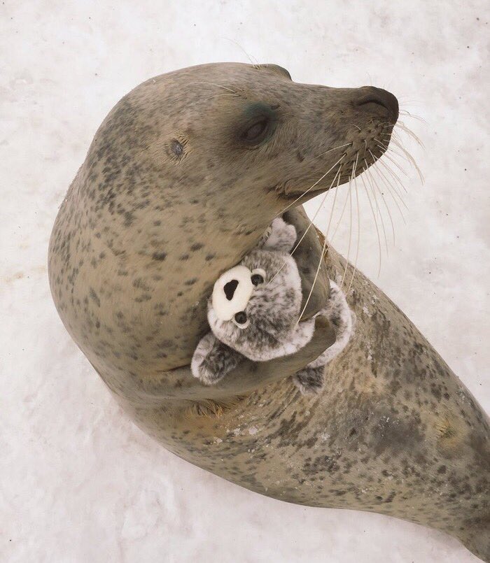 Cute seal hugging a baby stuffed animal seal