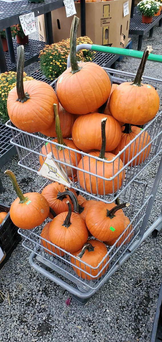 TomDiNatale's tweet photo. Oh, hey. It's me, that guy in all those word problems. #spookyseason #TheGreatPumpkin https://t.co/6Wj4kqrtgb