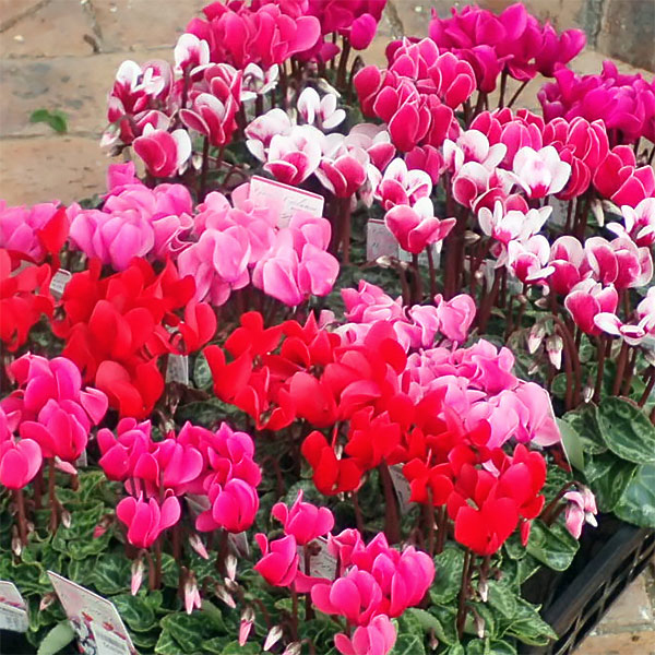 園芸ネット 耐寒性の強い小型のガーデンシクラメン 花壇や鉢植え 寄せ植えにもぴったり 次々に新しい蕾が上がり 長く楽しめます ピンク 赤系のグラデーションカラーです T Co 7riemcuhcb 園芸ネット 耐寒性の強い小型のガーデンシクラメン 花壇や鉢植え 寄せ植えにもぴったり 次々に新しい蕾が上がり 長く楽しめます ピンク 赤系のグラデーションカラーです T Co 7riemcuhcb
