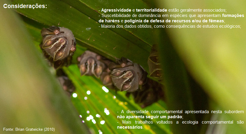 LuchesiRhoxanne's tweet photo. 5 #CMBT1 #EvoCom Como resultado desta revisão, foi possível perceber que diversos fatores estão associados à #dominância e este comportamento não aparenta seguir um padrão para as espécies pertencentes a subordem #Yangochiroptera. https://t.co/jsskdkbYRl