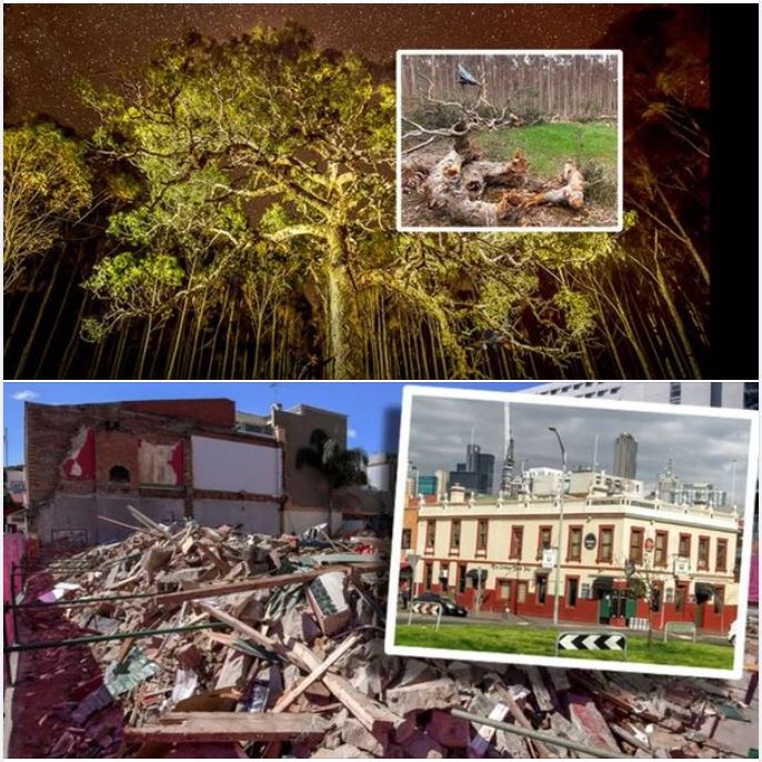 Timonearth's tweet photo. 300 year old LIVING entity with cultural significance vs 163 year old, arguably ugly pub.

Which one did #springst fight to defend &amp; which one did they fight to destroy? 

Clue: One meant something to a majority of white people, the other didn't. #DjabWurrung #DjabWurrungTrees https://t.co/0e6jFLIUfN