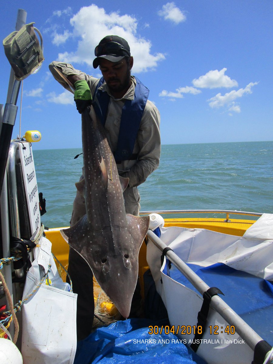 It's #WedgefishWednesday! 

What's a wedgefish you say?! Wedgefish are a sister species to sawfish and guitarfish... which together comprise the Rhino Rays!