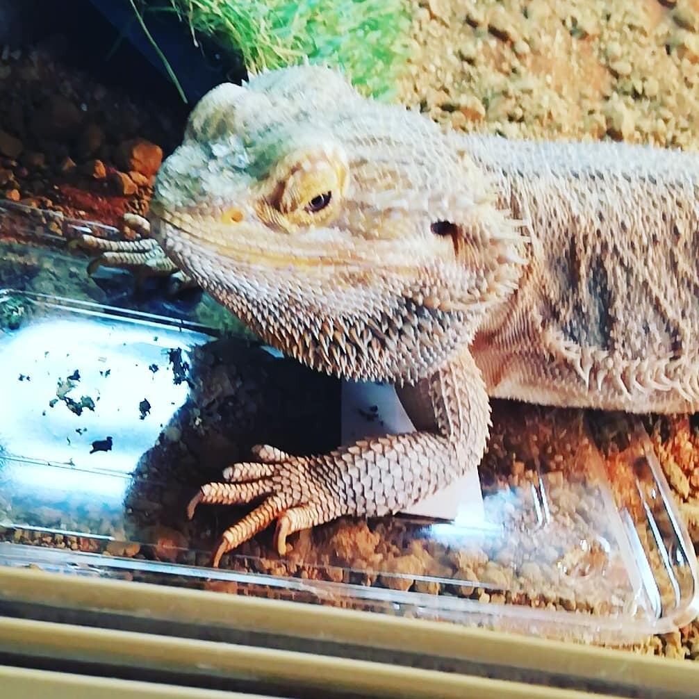 PawsMellow's tweet photo. Yum yum dinner.

Find us on

Intergram: paws_and _mellow
Twitter: @pawsmellow
Facebook: paws mellowbeardie
Tumble: pawsmellowbeardie

#lizards #reptiles #lizard #lizardsofinstagram #reptilesofinstagram #reptile #beardeddragon #animals #gecko #nature #pet… https://t.co/YtqUOChE8R https://t.co/i8u6bF5Cx5