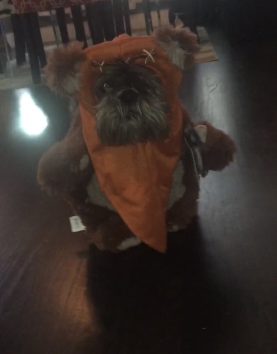 TonyNetoArt's tweet photo. Miss Coco Ewok  ready for The Battle for Endor #SWSHalloweenCostume #starwars https://t.co/Jcv46Wdv3b