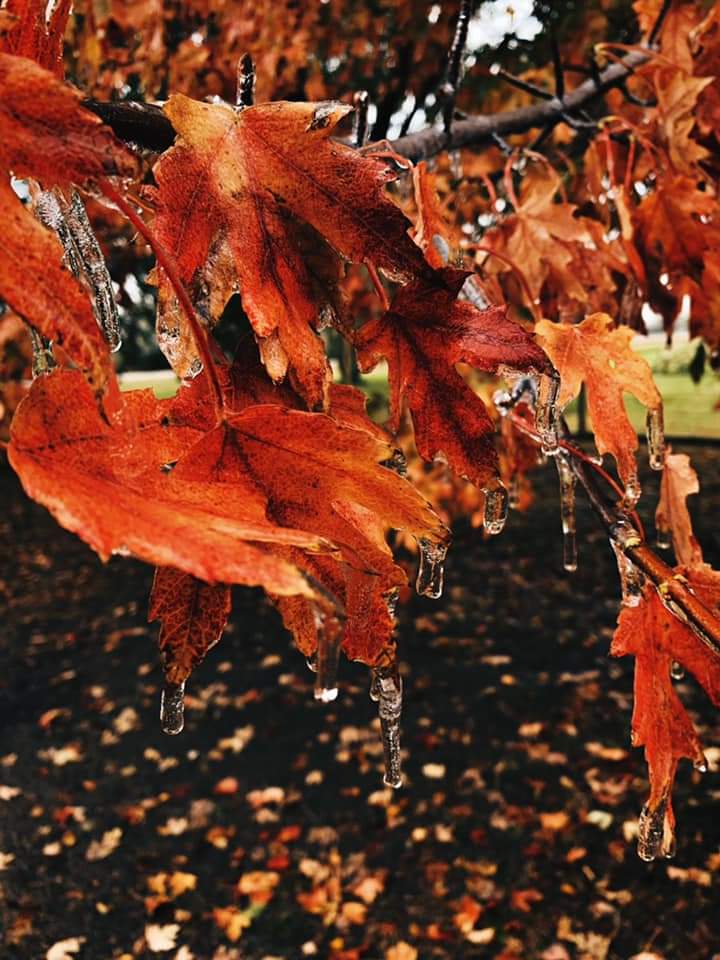 TheShadowSiste2's tweet photo. Ice storm at the #hauntedfarmhouse photo credit goes to our brother while I was at work! Everything is more erie with the swaying sound of ice on trees 😳👻 https://t.co/oIIkBZJ3gM
