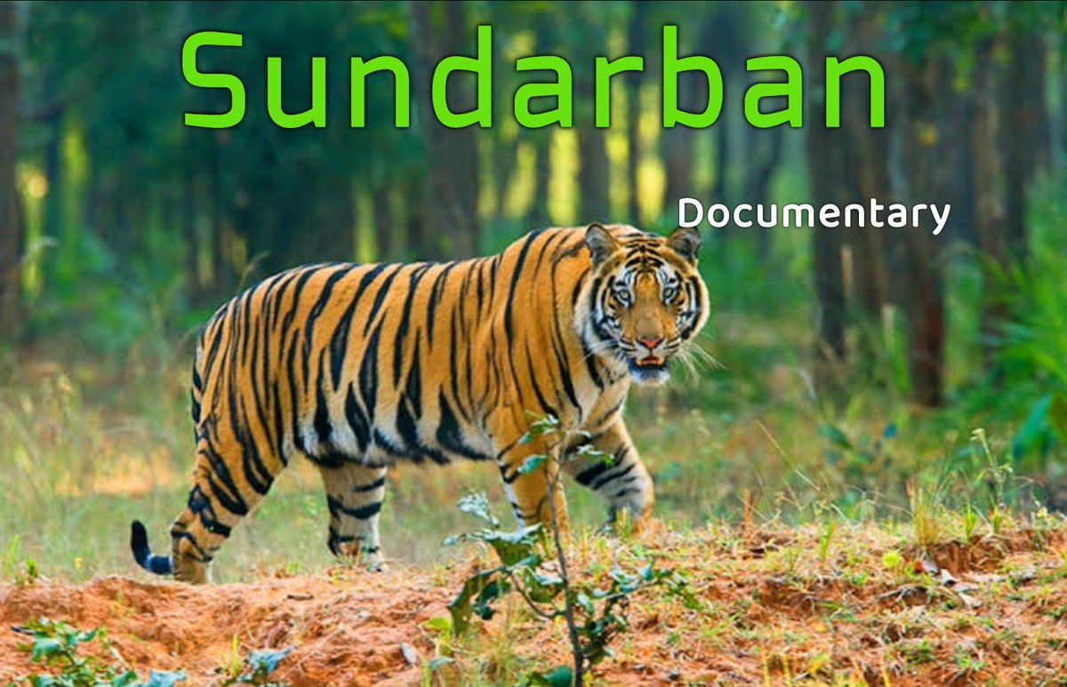 AhadVlog's tweet photo. Sundarban সুন্দরবন ভ্রমণ গাইড, Sundarban Travel Guide, সুন্দরবন, Harbaria, how to go sundarban from dhaka, harbaria sundarban, করমজল, কটকা, হিরণ পয়েন্ট, how to go to sundarban, sundarban tour agency, mongla, sundarban forest bangladesh, How to Go, Sundarban Ep.1 https://t.co/GKu3W3d9un