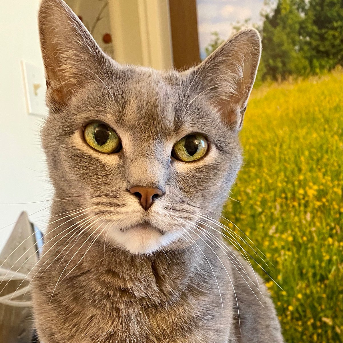 totorothegray's tweet photo. Humans: I woke up from a very important nap for an even more important message. Go VOTE 🗳 

And a reminder to take care of yourselves and take breaks from social media when you need them ❤️ The cat pics will be here when you return https://t.co/S8LzWpJRkB