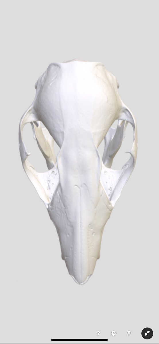 noe_delasancha's tweet photo. Adding some #FuncQEE diversity Marmosops noctivagus (MSB:Mamm:68333) #3D @codythompson51 @davidcblackburn @bryansmclean @ChicagoState @ChiStateArchive @ChicagoStateBio @UMichEEB @UF @NSF #Mammal @AcademicChatter #STEM https://t.co/h3TvGMUghZ https://t.co/sve8kF7d8o