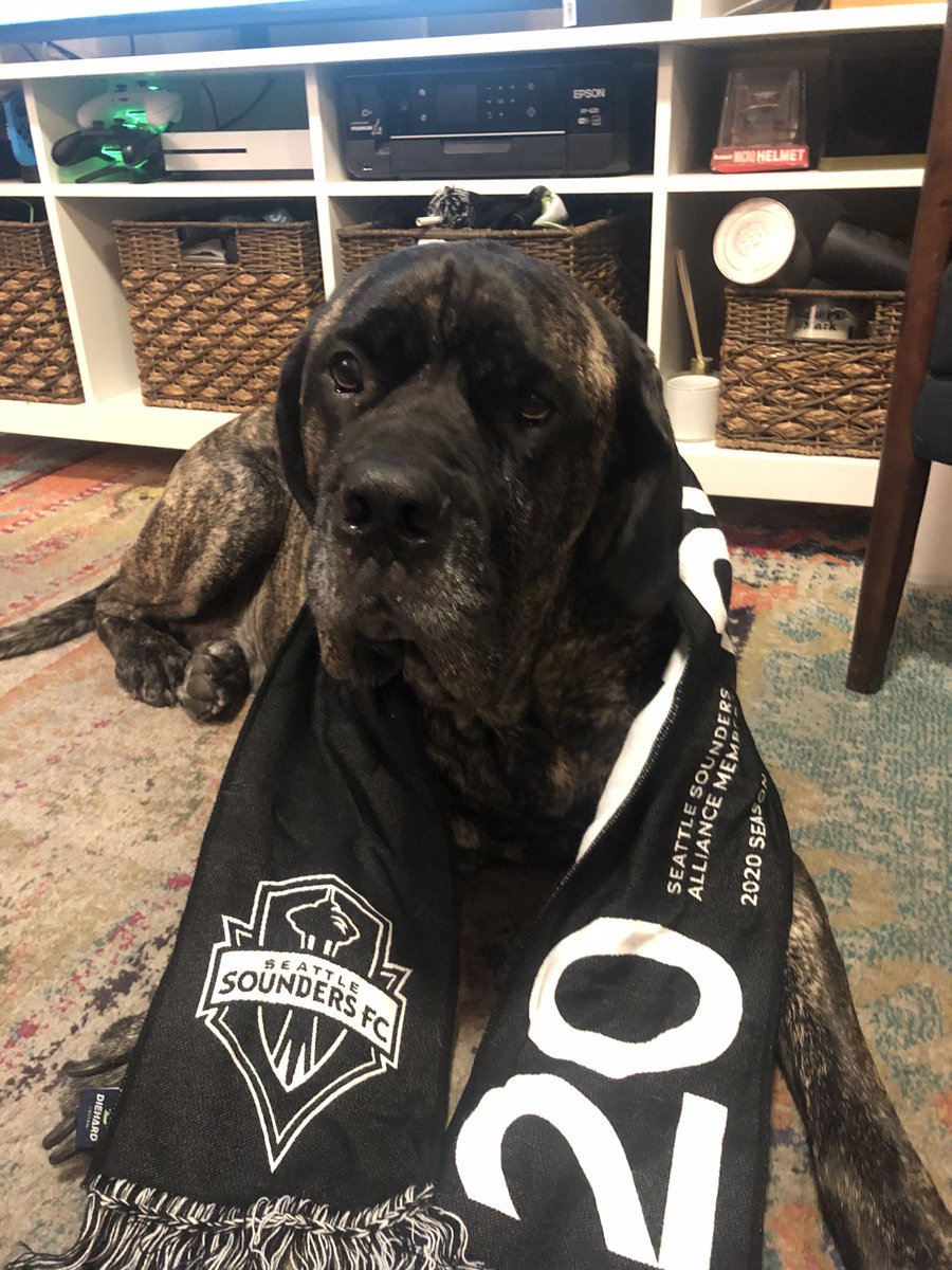 ThePickledChef's tweet image. Don’t let the droopy face fool you. Gus is excited for a @SoundersFC win tonight! #SoundersMatchday #sounders #MLS
