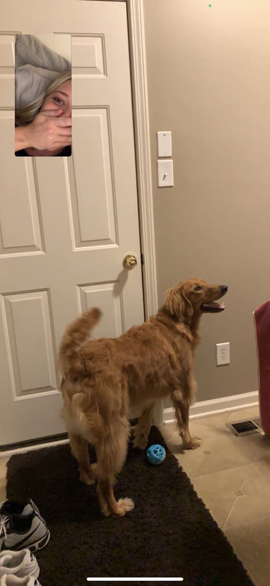 llisonnnn_'s tweet photo. the actual worst part of college.... leaving your dogs. he thought I was home when we were FaceTiming 😭😭😭😭😭😭😭 https://t.co/hhHc5IdyqX