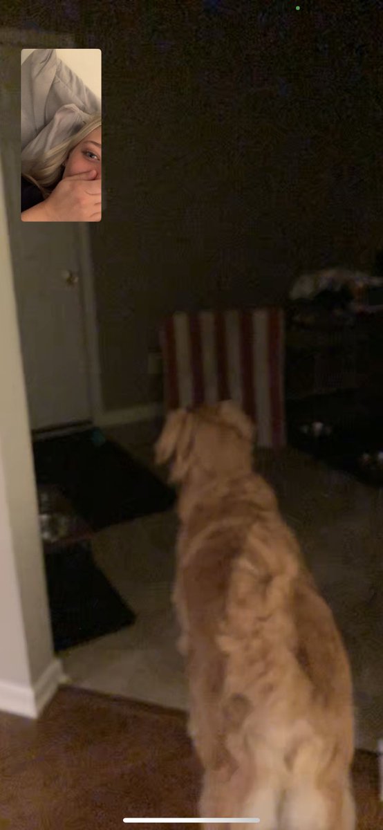 llisonnnn_'s tweet photo. the actual worst part of college.... leaving your dogs. he thought I was home when we were FaceTiming 😭😭😭😭😭😭😭 https://t.co/hhHc5IdyqX