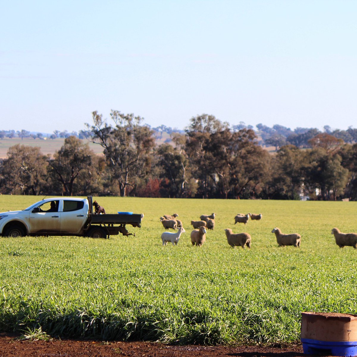SweetProAus's tweet image. Replenishing our Sheep Blocks. They provide a balanced slow release of vitamins &amp;amp; minerals in a unique delivery system to ensure sheep maximise forage utilisation. They contain ProBiotein which is a multi-prebiotic fibre and protein source. And they’re water resistant.