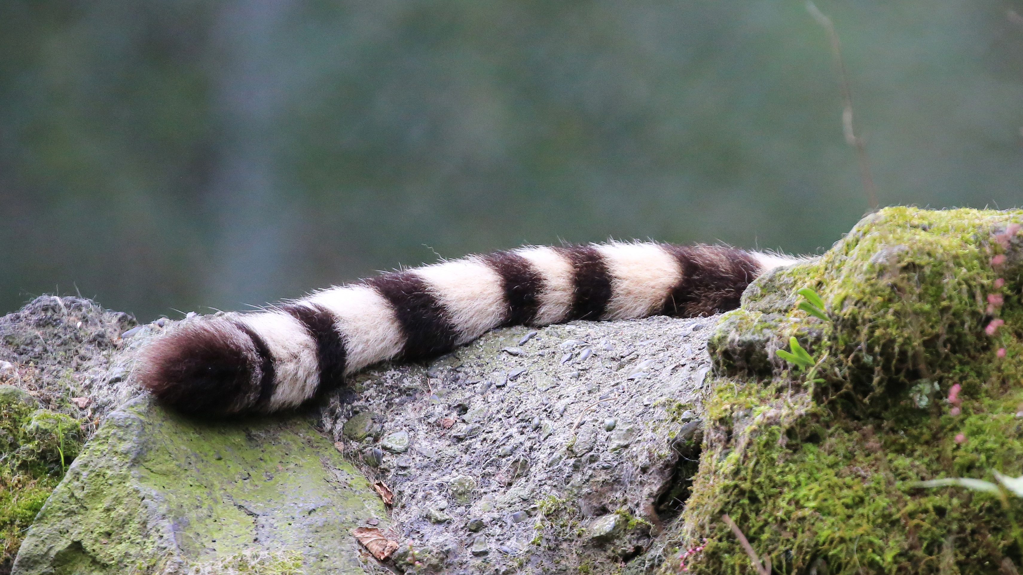 富士サファリパーク公式 いきなり 動物しっぽクイズ この黒と白のシマシマ模様は それぞれ 誰の しっぽ でしょうか お昼休みに考えてみよう 答えは明日 10月29日の正午に発表 いきなり難問 上級編 動物しっぽクイズ 富士