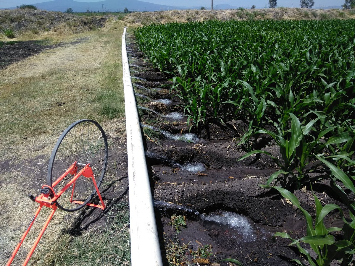 BernardoIng's tweet photo. Con acompañamiento técnico de @MUAC_GTO en un sistema de riego por compuertas en Tarimoro, el productor incorporó el 100% de residuos de cosecha, niveló su parcela para el #UsoEficientedelAgua, logrando un rendimiento de maíz de 16 ton/ha.
@SDAyR_GTO 
@DesdeGto https://t.co/EbrPpZ68QF