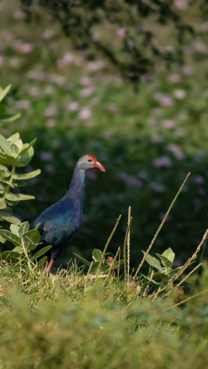 Purple swamp hen in her habitat...
.
#indiaves #backyardbirds #birdsofindia #indianbirds #swamphen #purpleswamphen #jaipurdiaries #wildlifeofindia #bbcwildlifepotd #birdwatching #birds #photography @goldsant @WCT_India @OrnithophileI @bws_society @birdsofindia @BirdWatchingMy