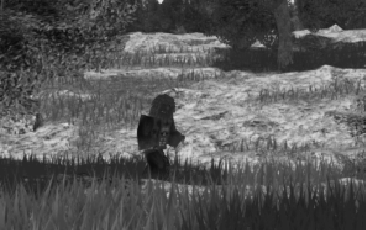 Mrfergie On Twitter Are The Recent Sightings Of Bigfoot In Liberty County Real Share Your Blurry Bigfoot Photos If You Ve Seen Him Roblox Https T Co Juea8fw00v Https T Co Le4rrlejxn - roblox bigfoot hat