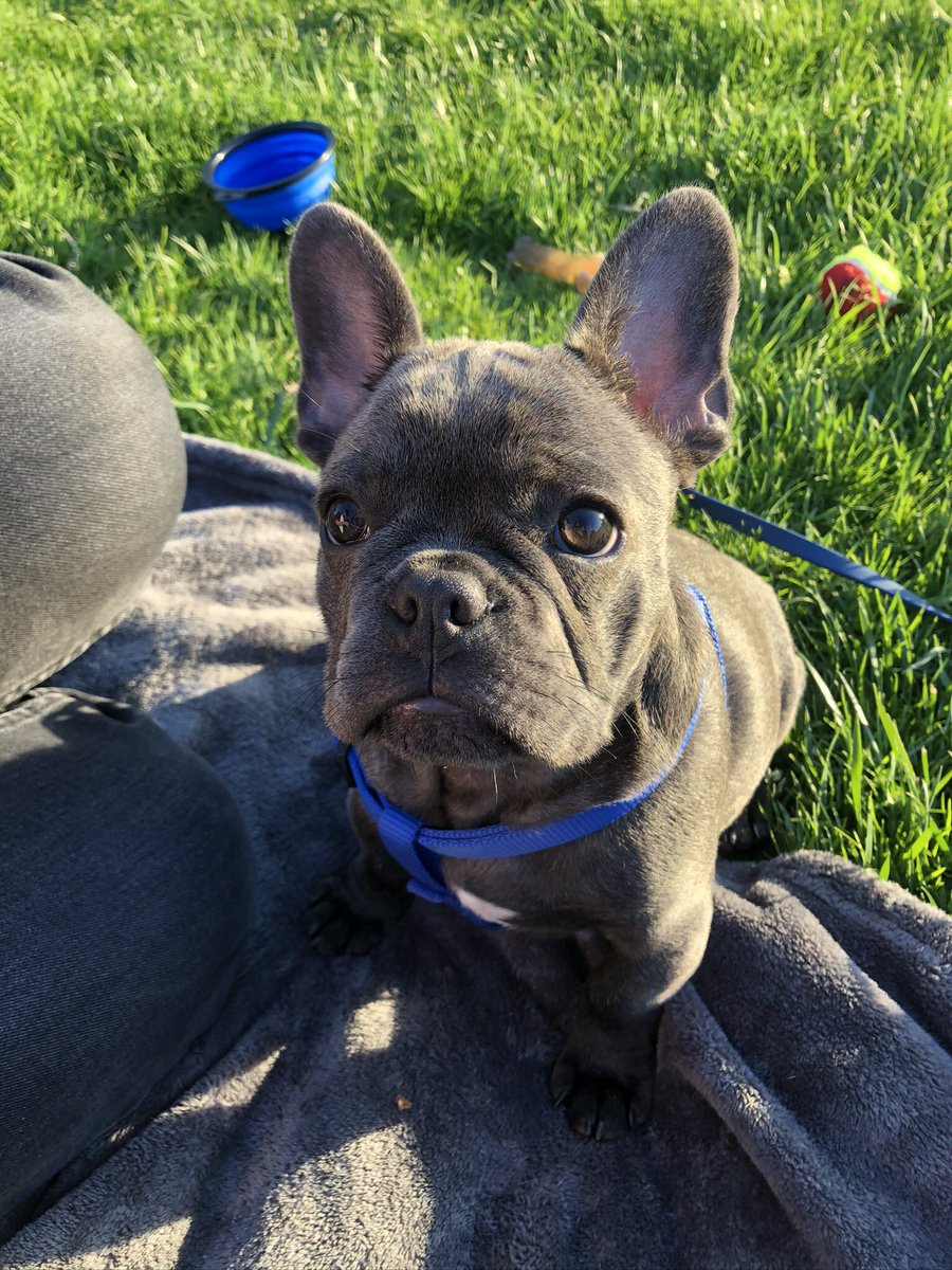 HaileyHendricks's tweet photo. Sharing my emotional support puppy with u all. Ur welcome. https://t.co/Ozoee1CIiw